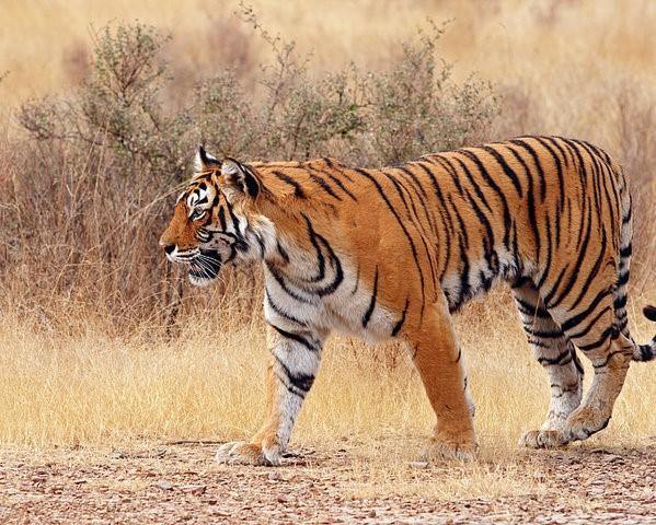 The Royal Bengal Tiger has 21 Unique Facts Which You Must Know
