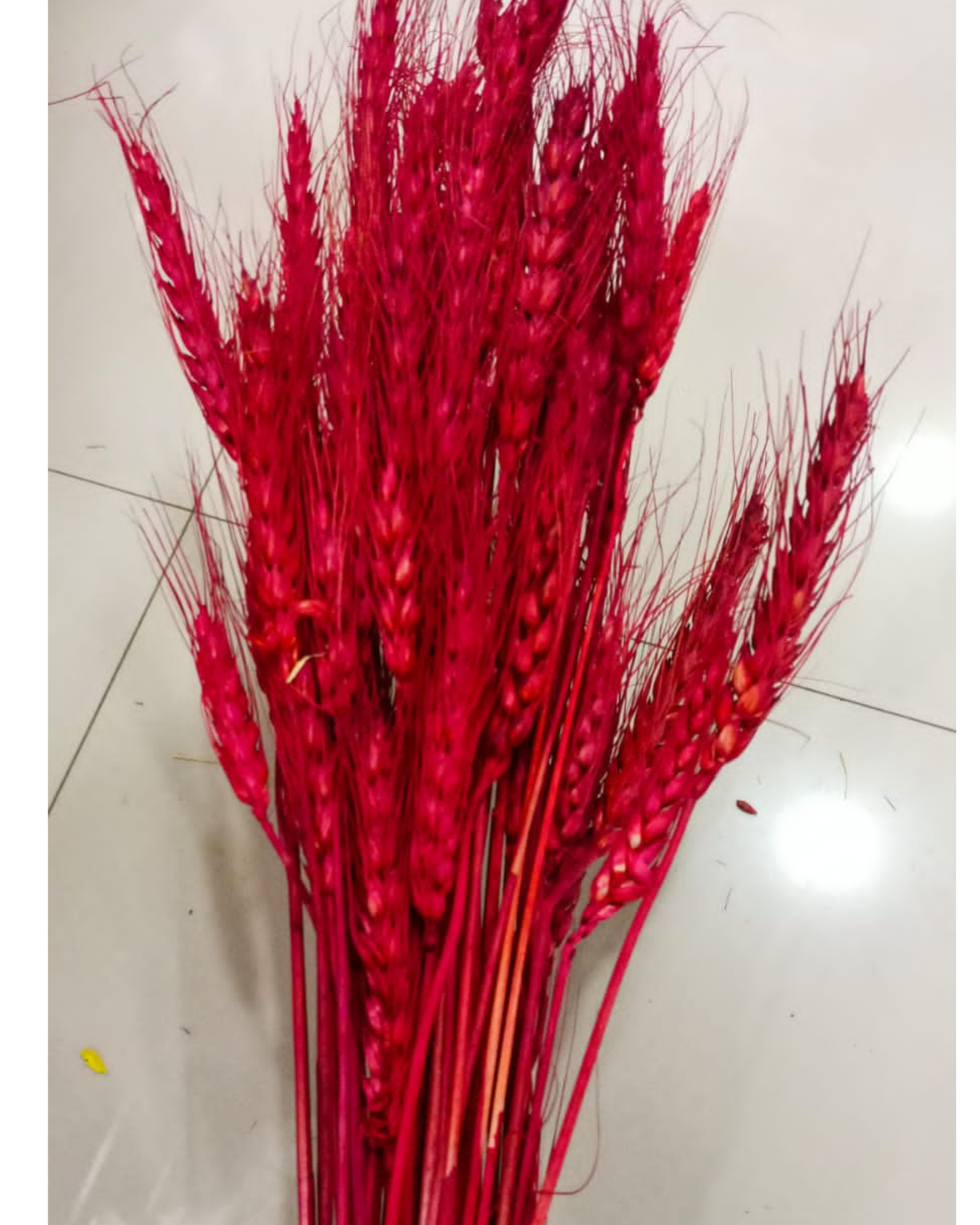 Dried Wheat Stalks for Decor - Set of 100