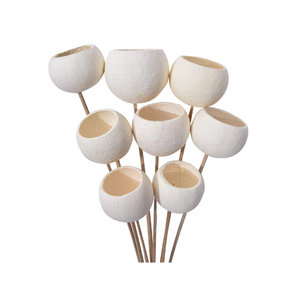 Dried Bell Fruit Shell Bleached on Stem Joynagar Handicraft Decorative color_bleached