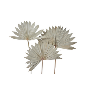 Handicraft Dried Natural Palm Leaf Sun Spear Joynagar Handmade Natural Decorative color_natural