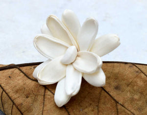 Erica Sola Wood Flower - JOYNAGAR