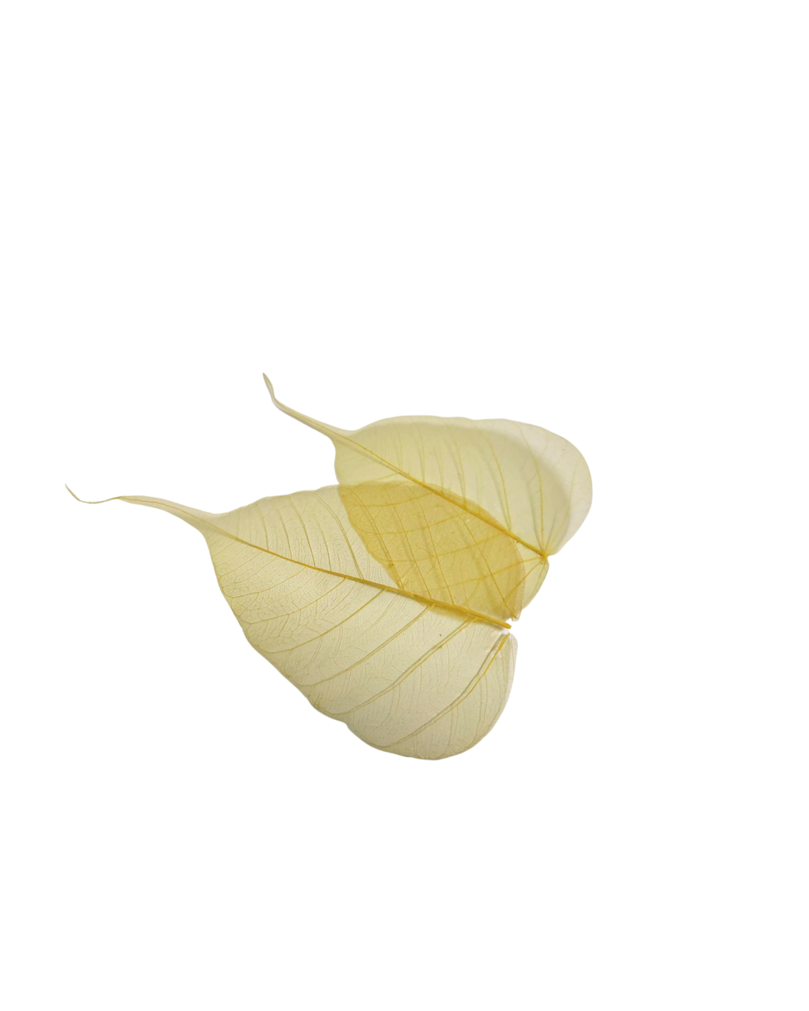 Natural Peepal Leaf Skeleton yellow For Craft. Joynagar 