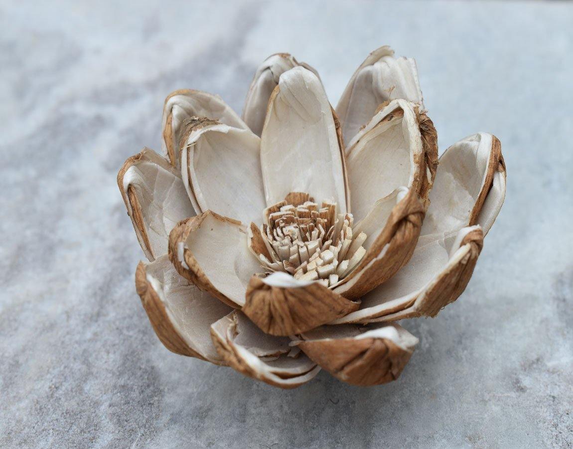 Senna Sola Wood Skin Flower - JOYNAGAR