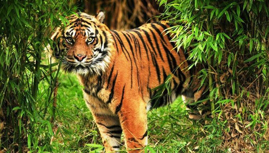 Unknown facts about Sundarban - JOYNAGAR