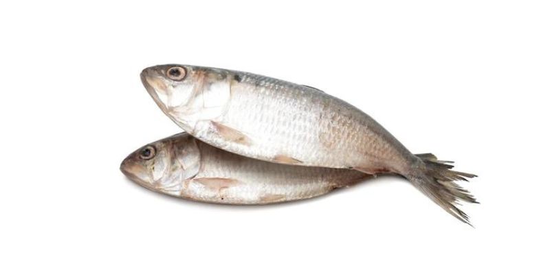 Ilish