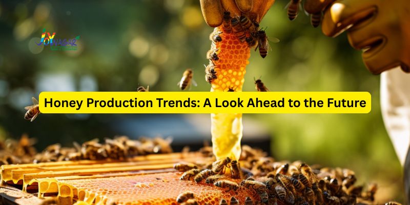 Honey Production Trends: A Look Ahead to the Future