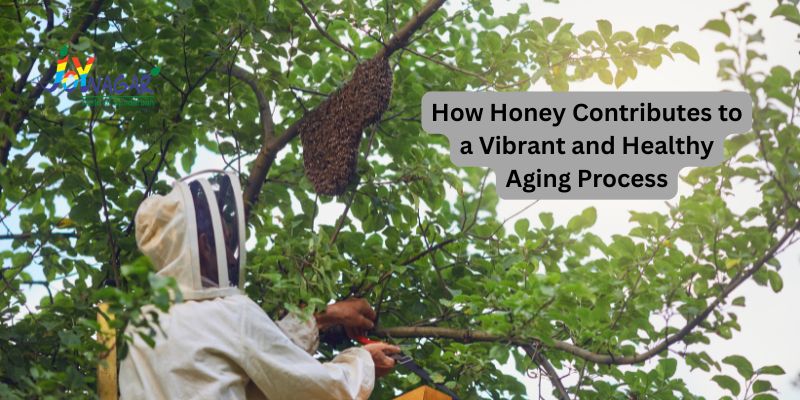 How Honey Contributes to a Vibrant and Healthy Aging Process