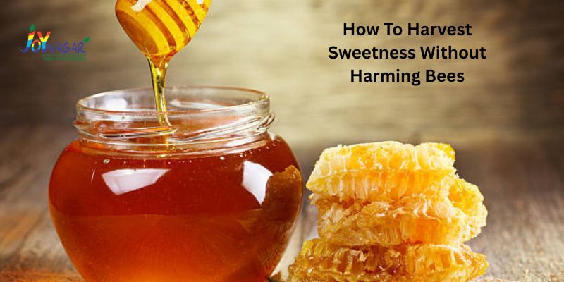How To Harvest Sweetness Without Harming Bees