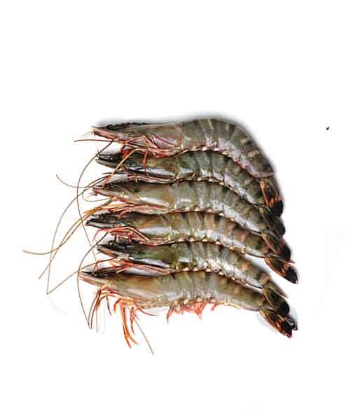 Prawn - JOYNAGAR