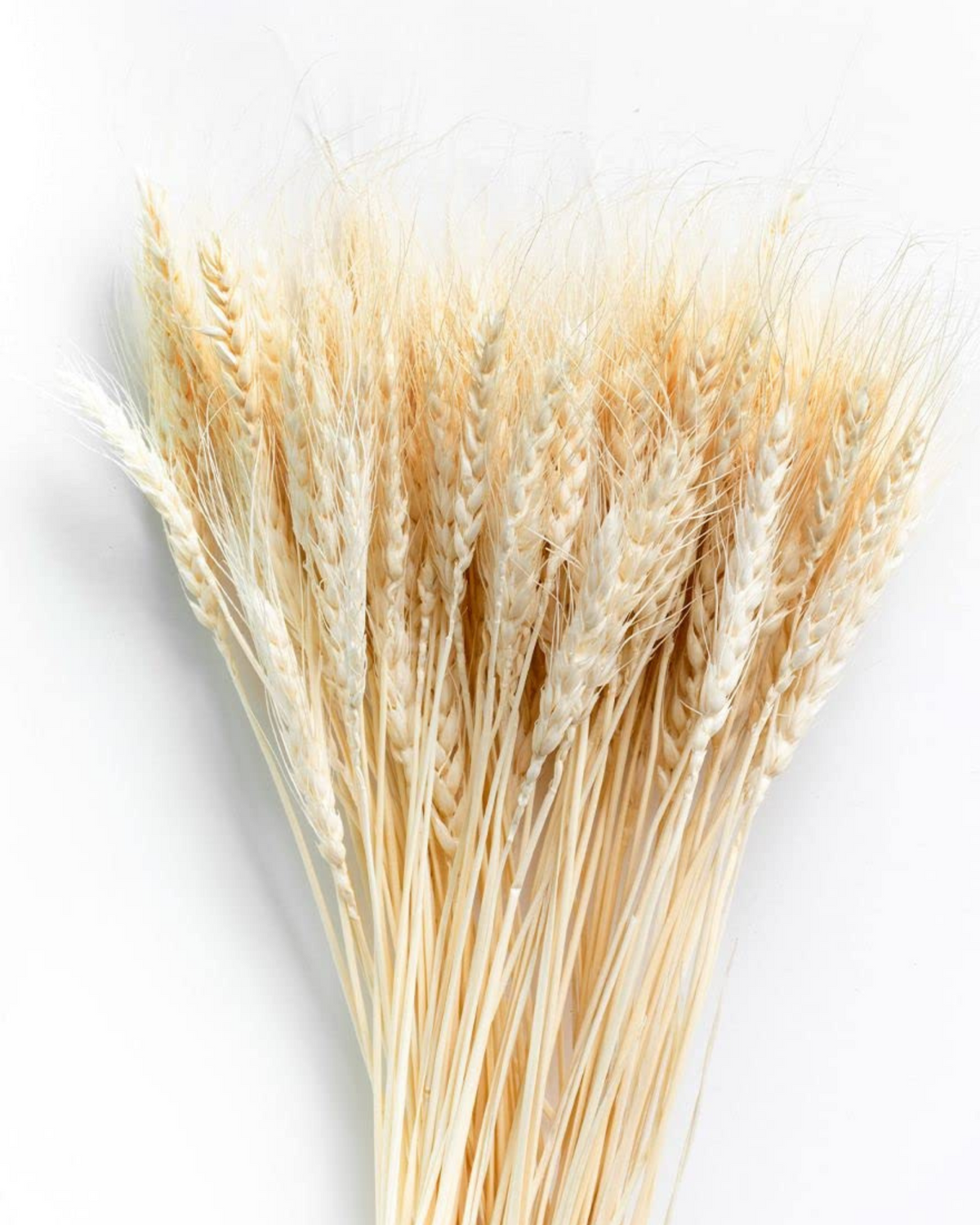 Dried Wheat Stalks for Decor - Set of 100