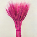 Dried Wheat Stalks for Decor - Set of 100