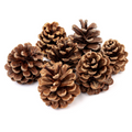 Decorative Pine Cone for Christmas Decor & DIY