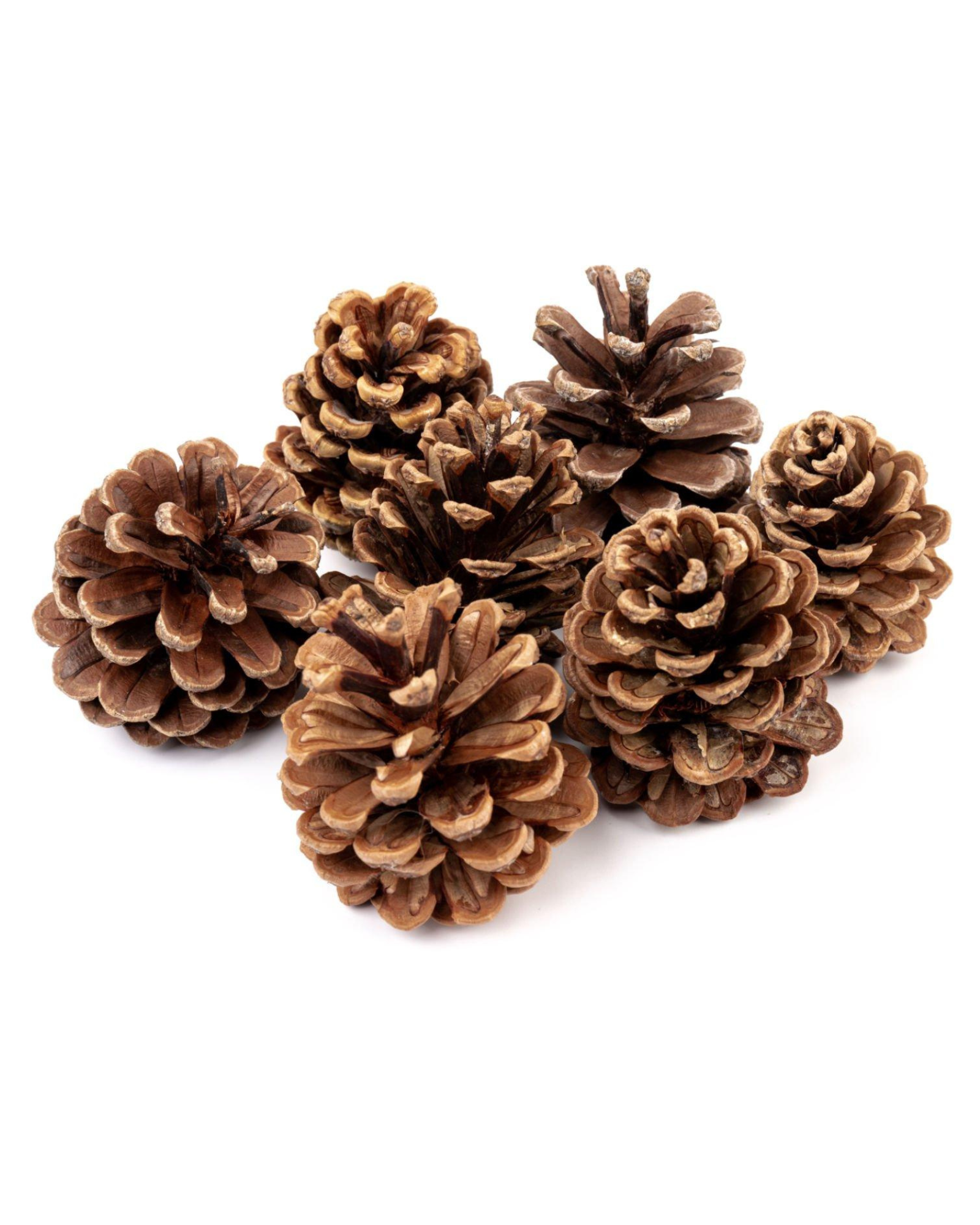 Decorative Pine Cone for Christmas Decor & DIY