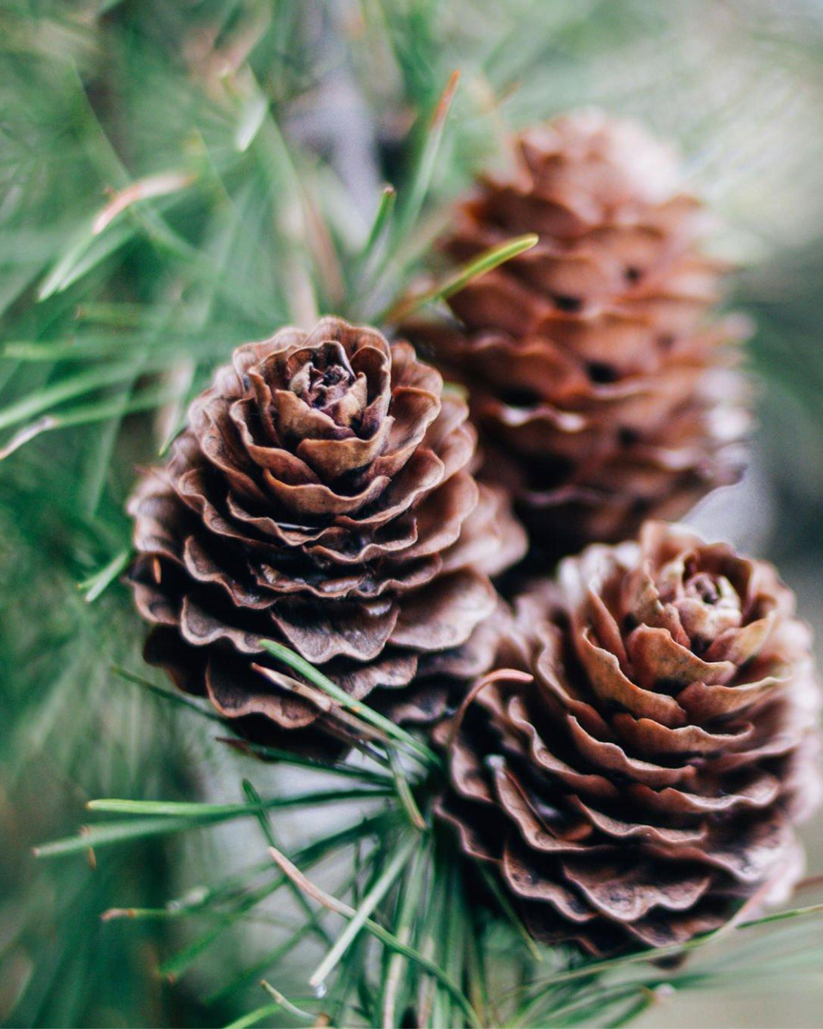 Decorative Pine Cone for Christmas Decor & DIY