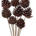 Jaynagar Natural Dried Pine Flowers on Stem