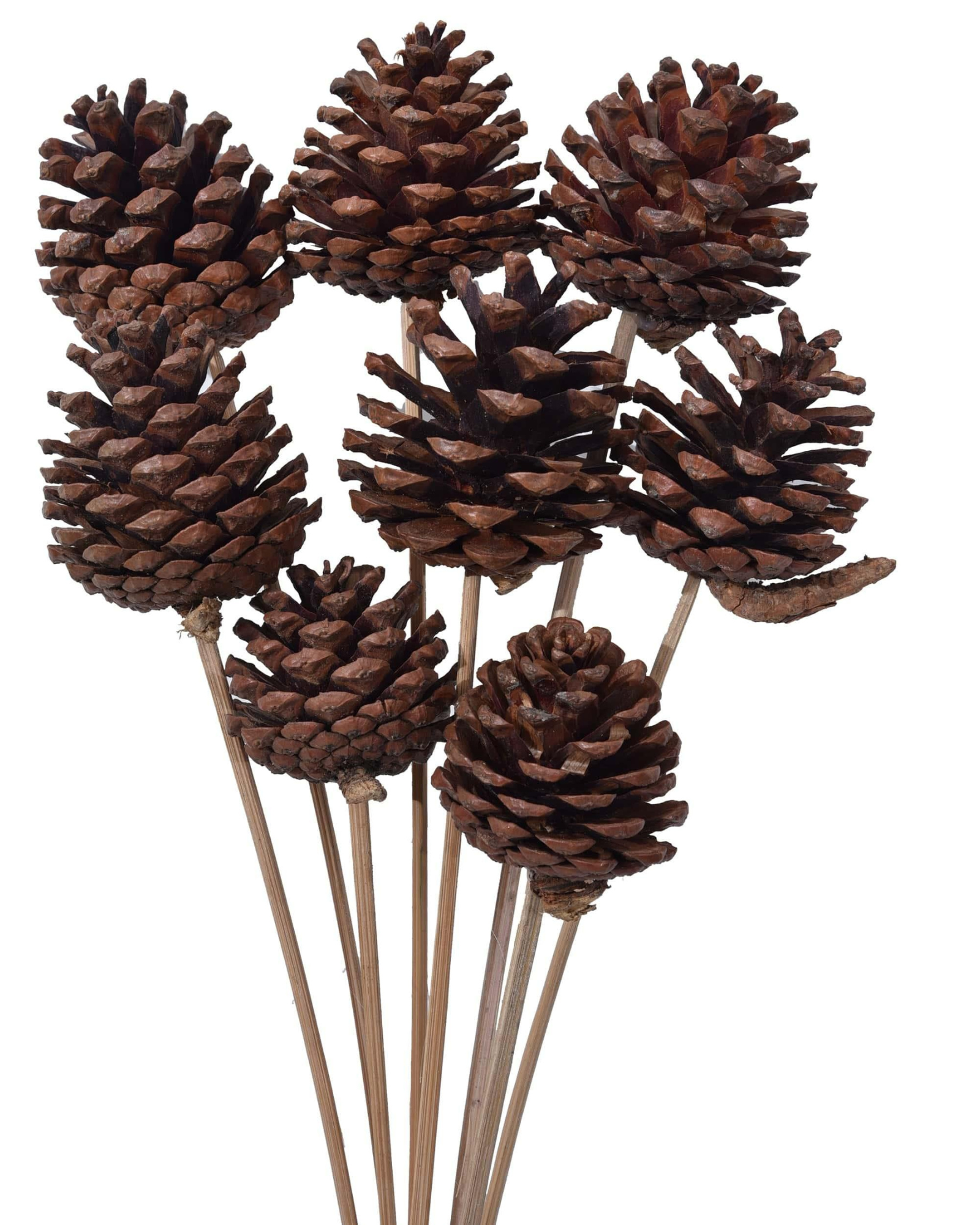 Jaynagar Natural Dried Pine Flowers on Stem