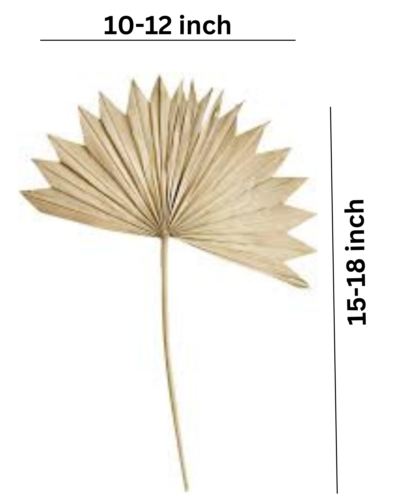 Dried Natural Palm Leaf Sun Spear