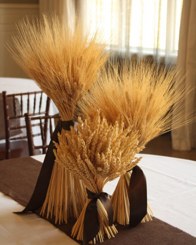 Dried Wheat Stalks for Decor - Set of 100