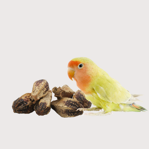 Natural Mahogany Pods Bird Toys for All Birds