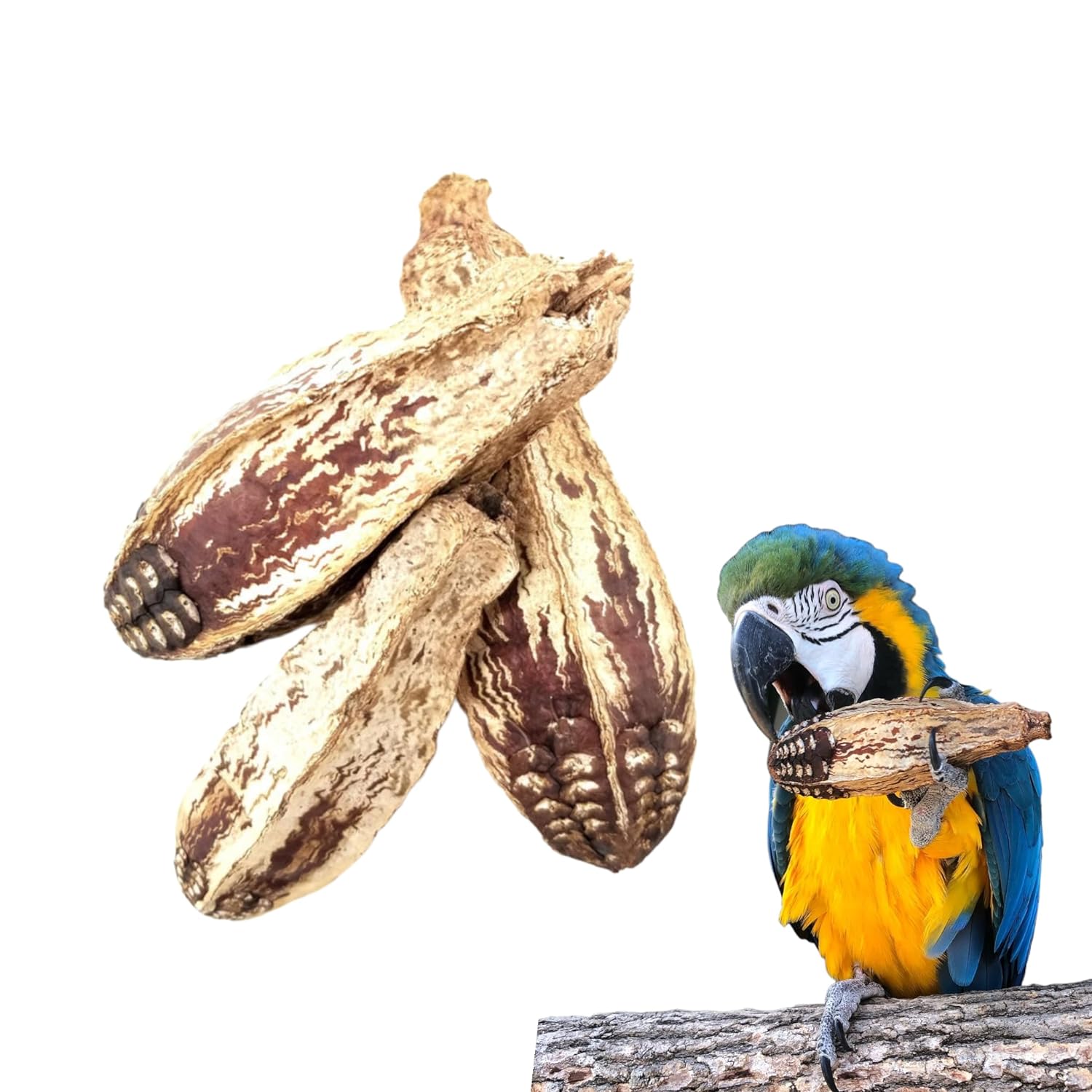 Natural Mahogany Pods Bird Toys for All Birds