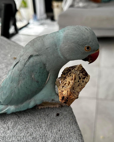 Natural Mahogany Pods Bird Toys for All Birds