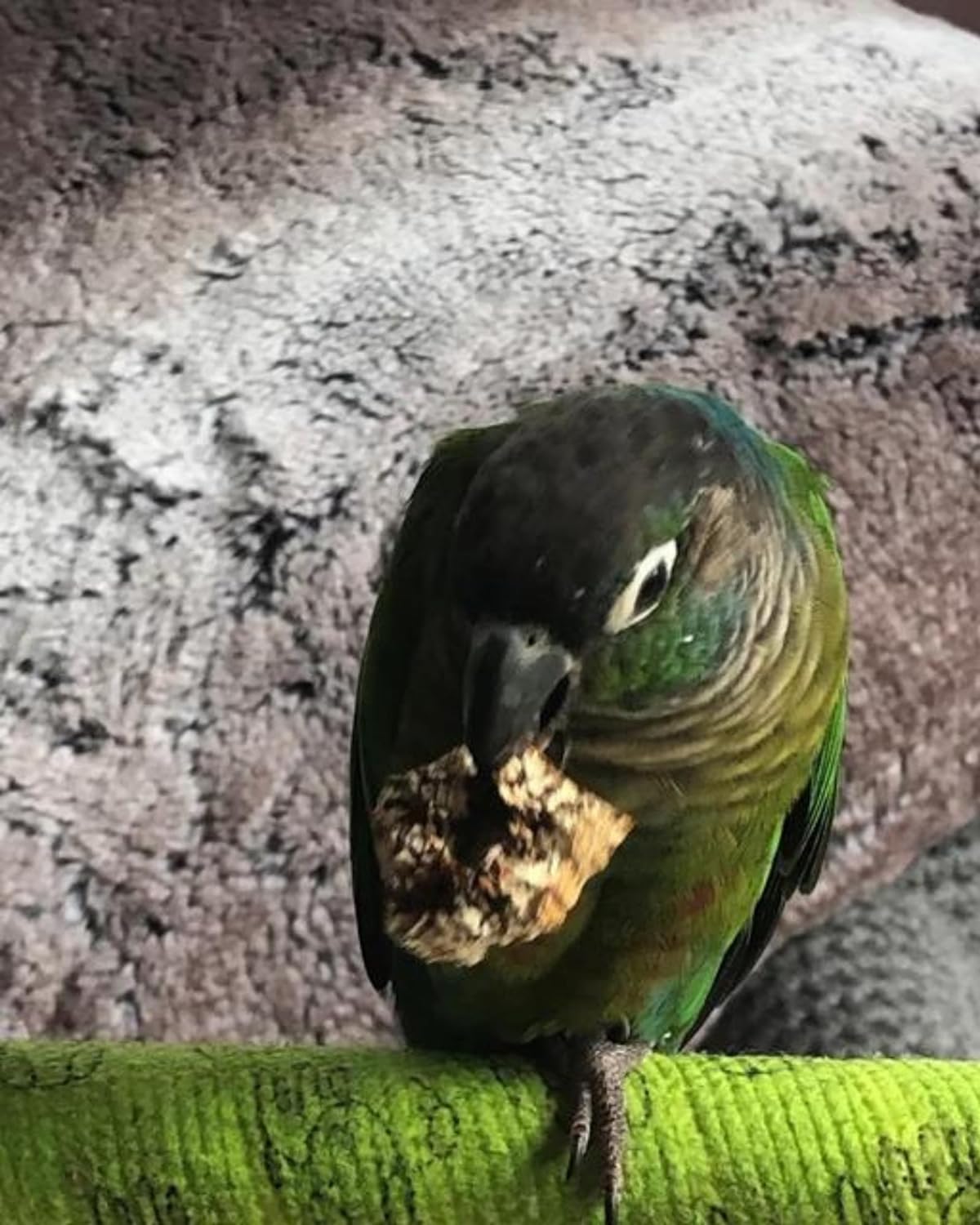 Mahogany Pod Slices Bird Toys 30 pcs