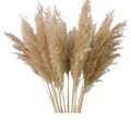 Dried Pampas Grass Bunch 10 pcs