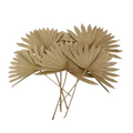 Dried Natural Palm Leaf Sun Spear