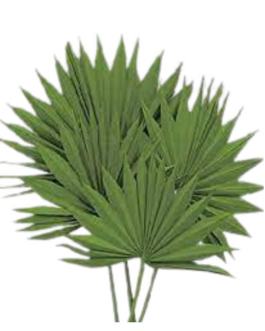 Dried Natural Palm Leaf Sun Spear