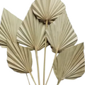 Natural Dried Palm Leaf Spear 10 Pcs