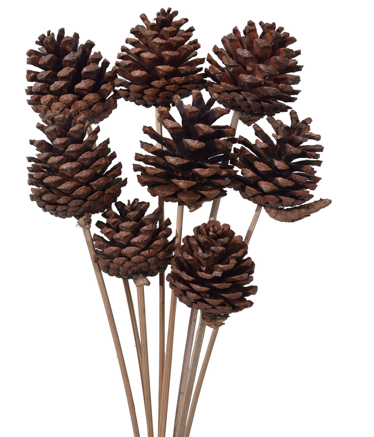 Decorative Natural Dried Pine Flowers on Stem Joynagar Handicraft Handmade Decorative color_natural