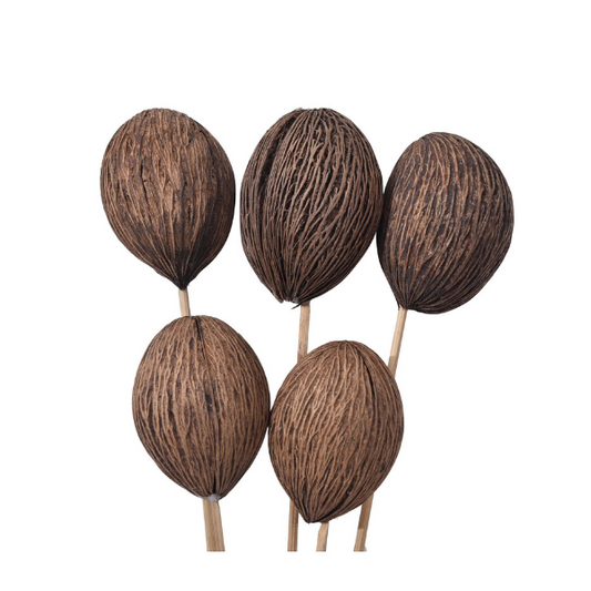 Dried Natural Mintola Ball on Stem