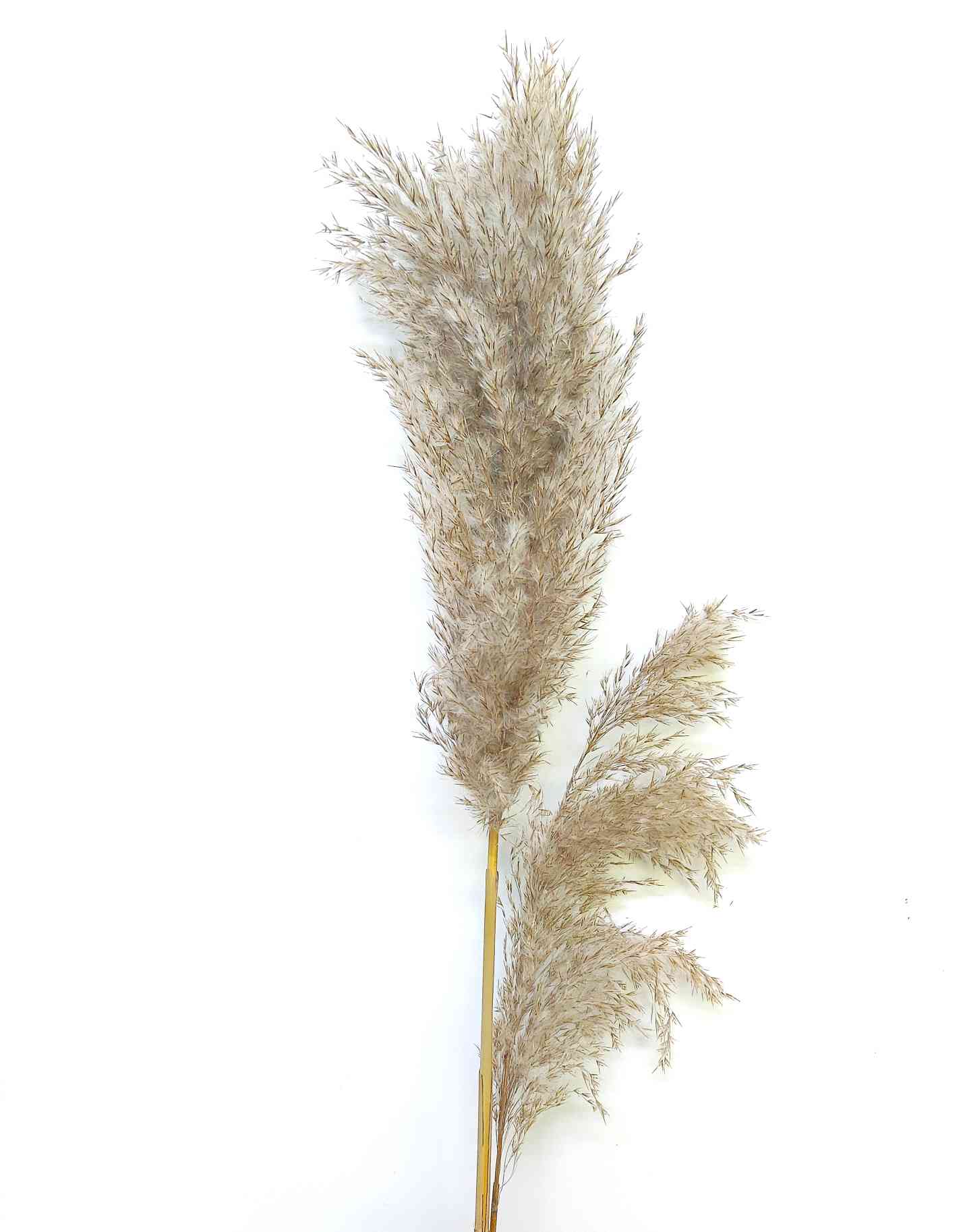 Dried Pampas Grass Joynagar Natural Grass with Natural Stem color_natural