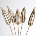 Natural Dried Ladies Finger on Stem - JOYNAGAR