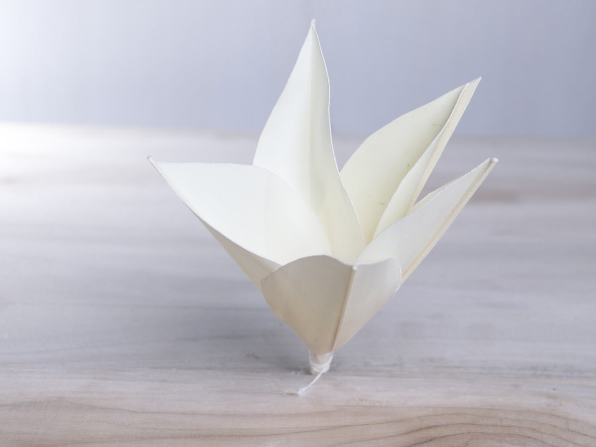 Daisy Palm Lily Flower Jumbo