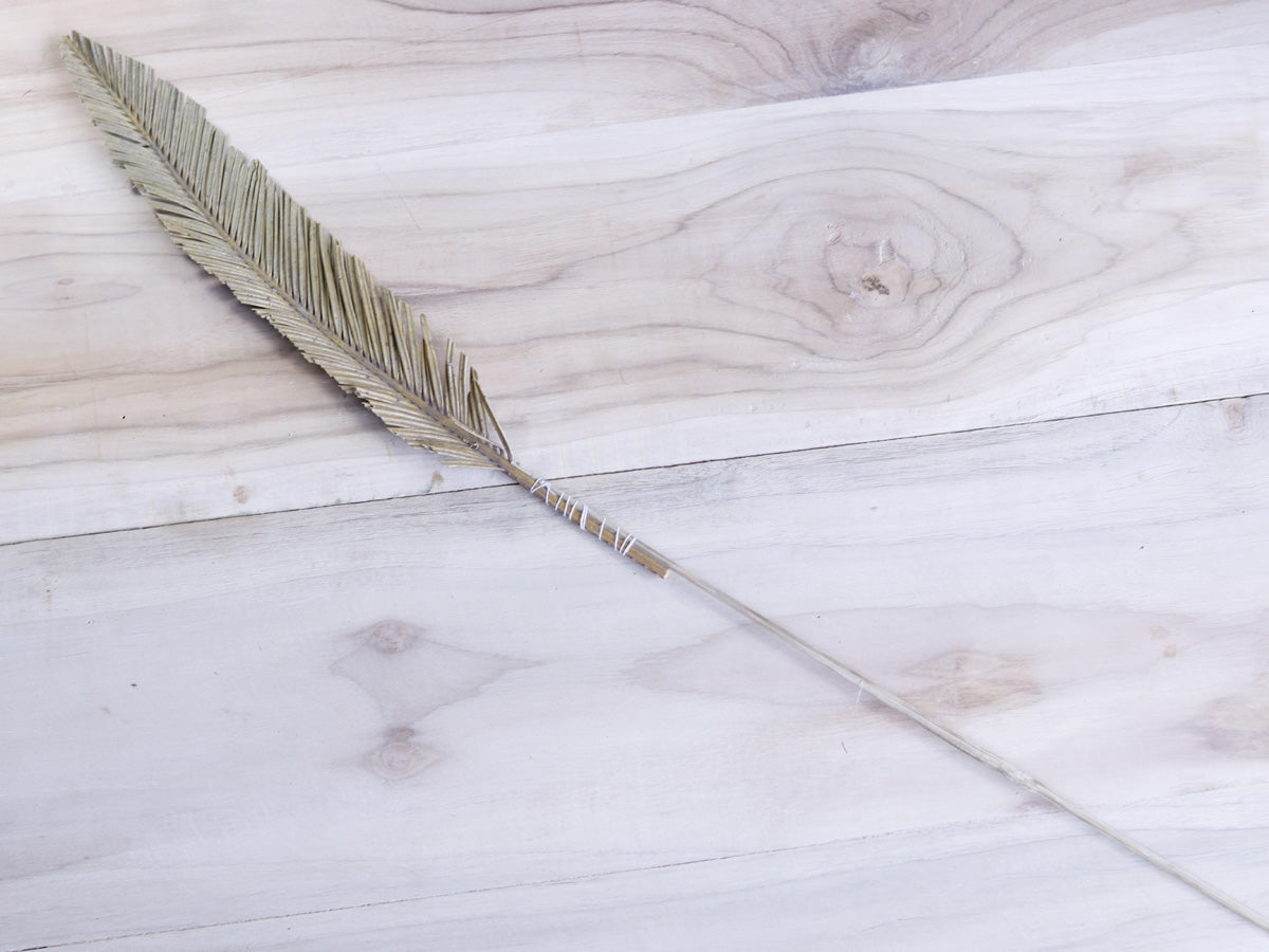 Decorative Dried Cycus Cutting with Stem Joynagar handicraft Homemade Homedecor color_natural