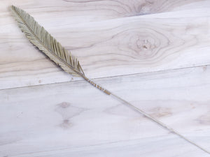 Decorative Dried Cycus Cutting with Stem Joynagar handicraft Homemade Homedecor color_natural