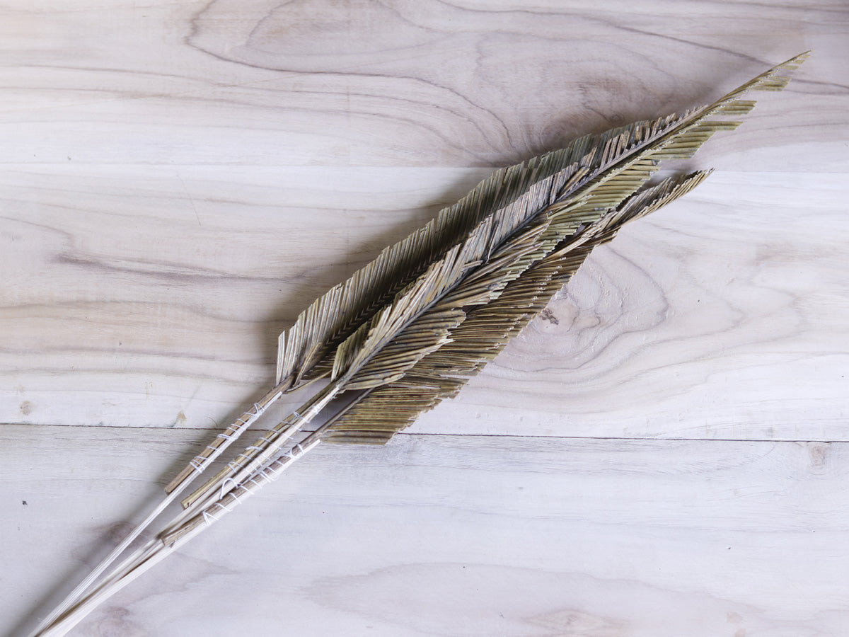 Decorative Dried Cycus Cutting with Stem Joynagar handicraft Homemade Homedecor color_natural