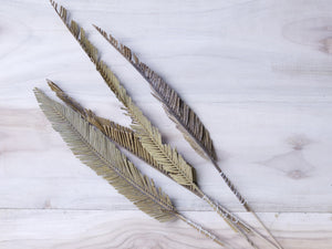 Decorative Dried Cycus Cutting with Stem Joynagar handicraft Homemade Homedecor color_natural