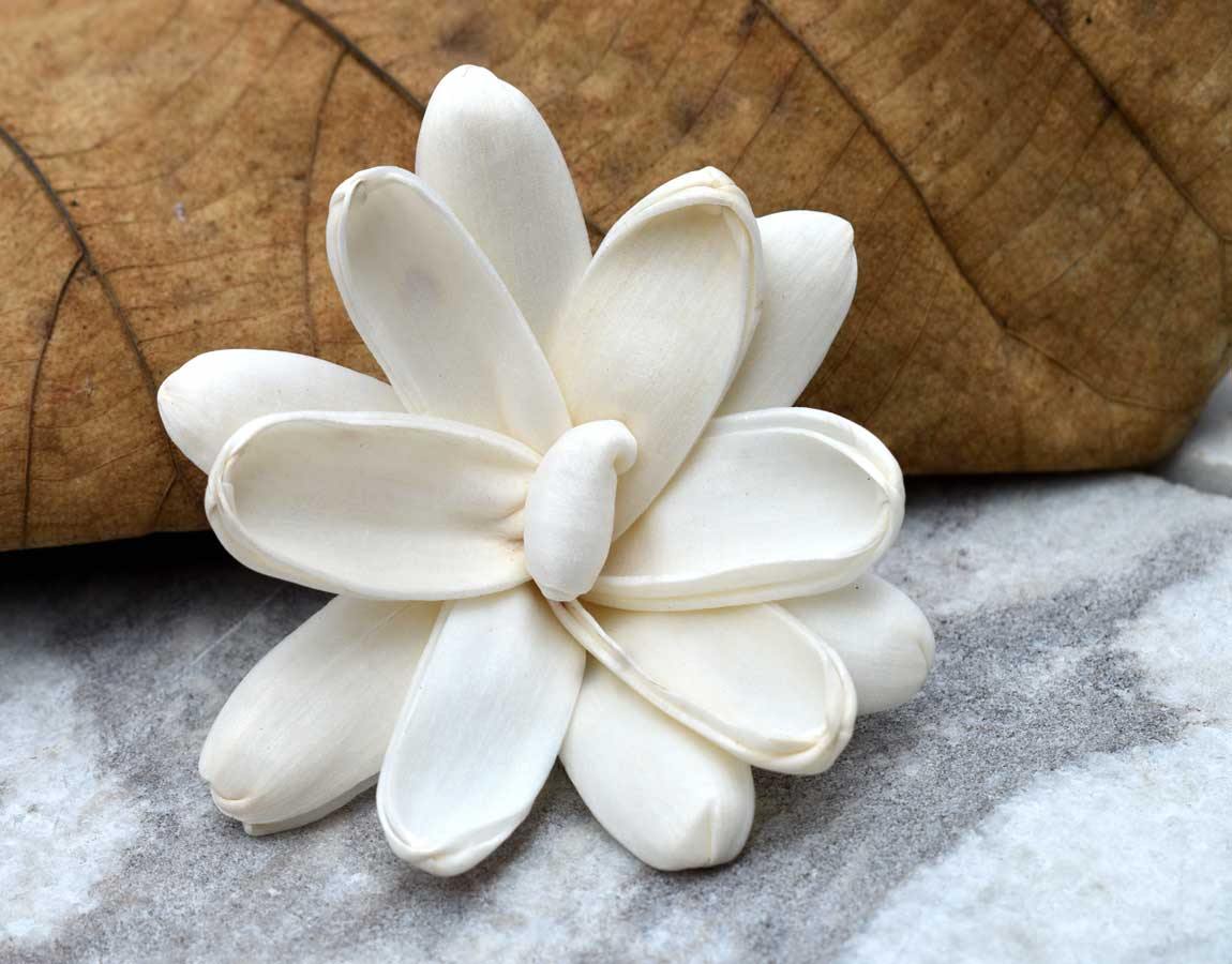 Erica Sola Wood Flower - JOYNAGAR