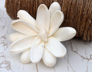 Erica Sola Wood Flower - JOYNAGAR