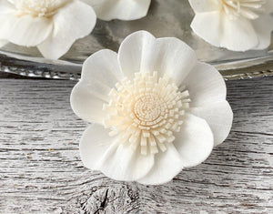 Close-up of Apple Blossom Sola Wood Flowers