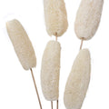 Natural Dried Luffa on Stem - JOYNAGAR