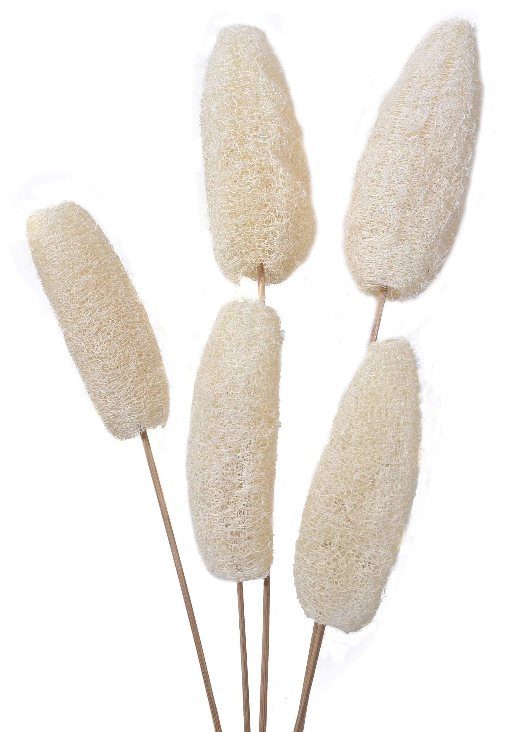 Natural Dried Luffa on Stem - JOYNAGAR
