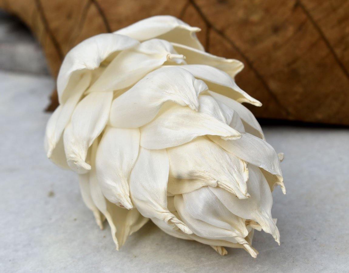 Leilani Pine Sola Wood Flower - JOYNAGAR