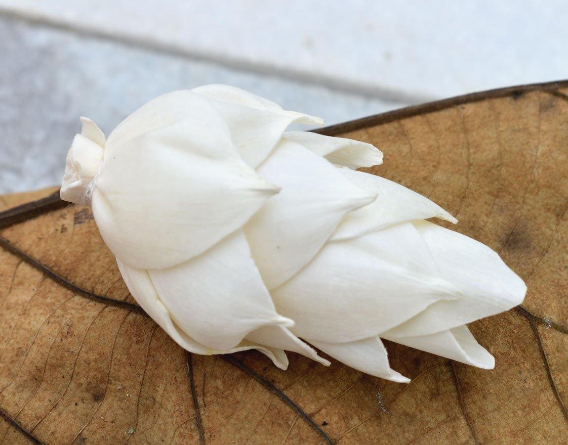 Leilani Pine Sola Wood Flower - JOYNAGAR