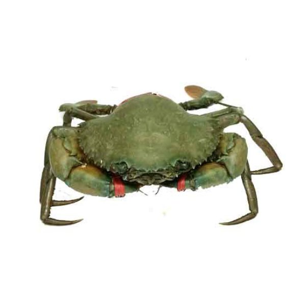 B Grade Sundarban River Live Mud Crab