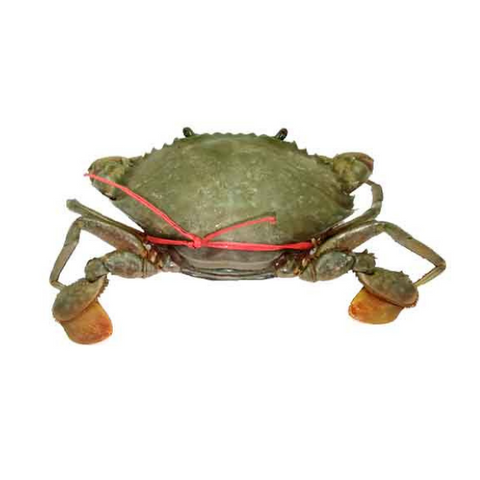 B Grade Sundarban River Live Mud Crab