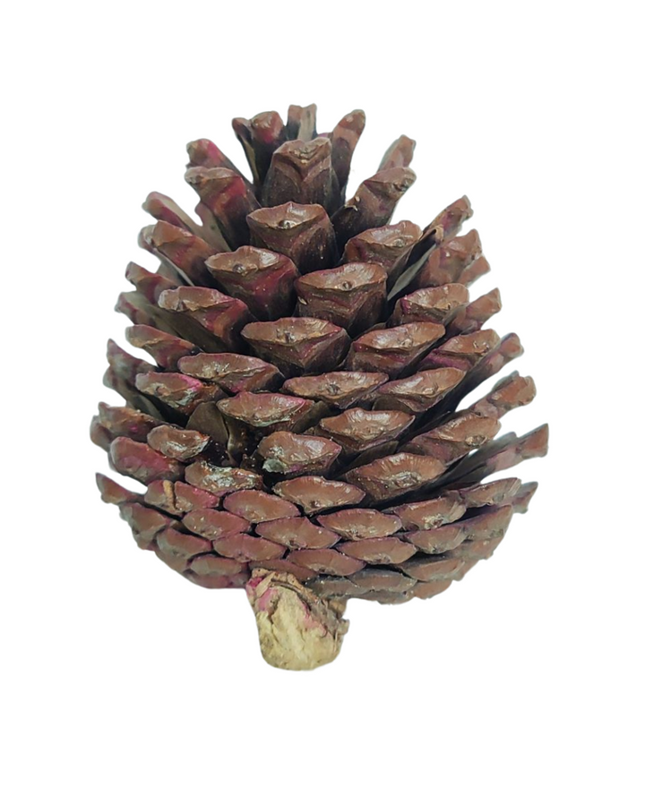 Decorative Pine Cone for Christmas Decor & DIY