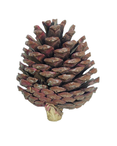 Dried Decorative Pine Cone Joynagar Natural Homedecor and Office Decor color_natural